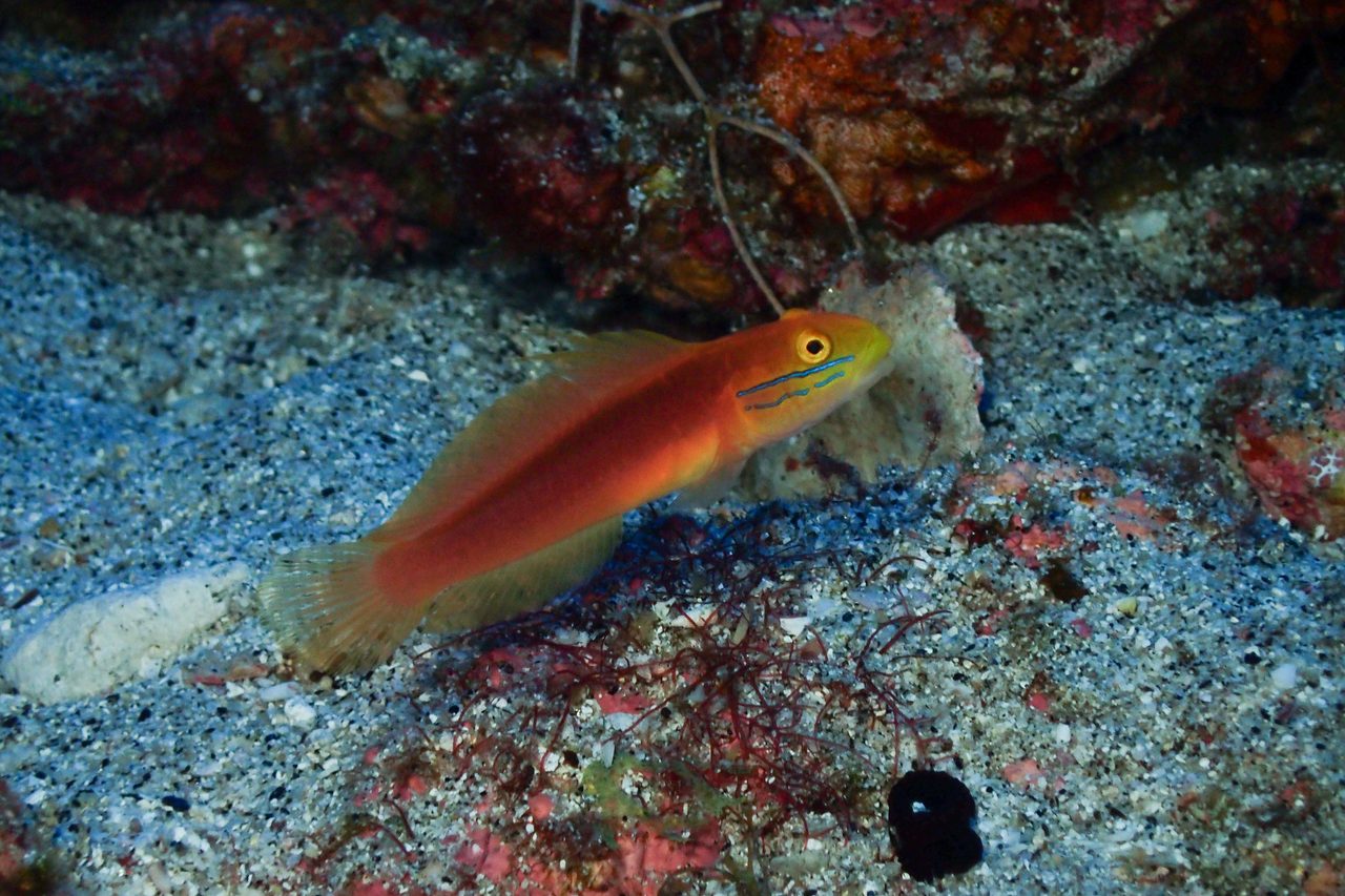 Bella Goby