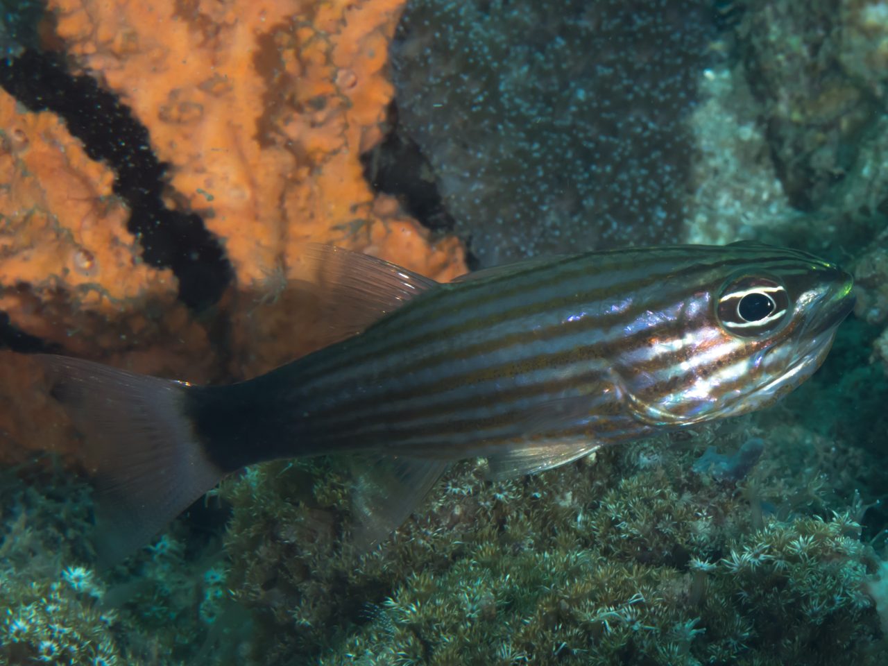Wolf Cardinalfish
