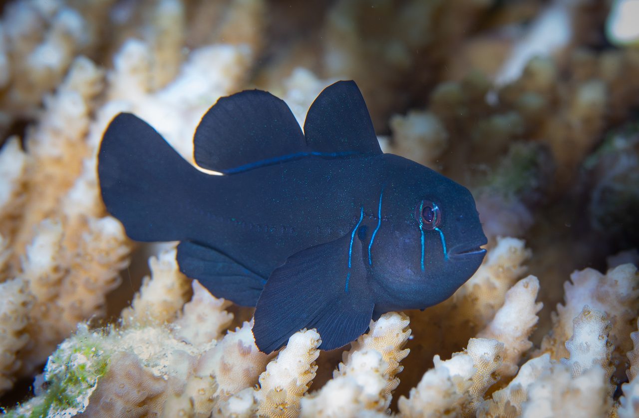 Clown Goby, Black