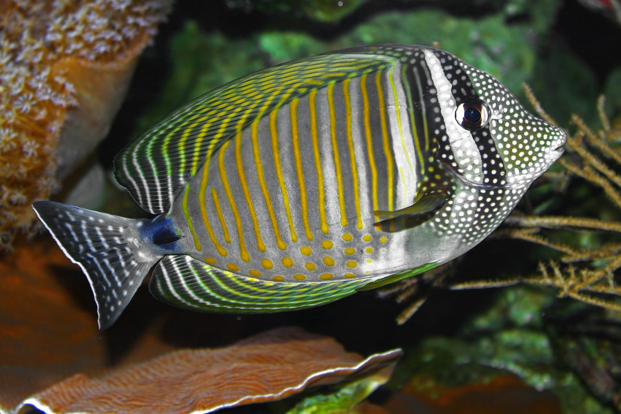 Indian Sailfin Tang
