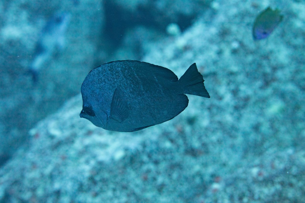 Thompson's Butterflyfish