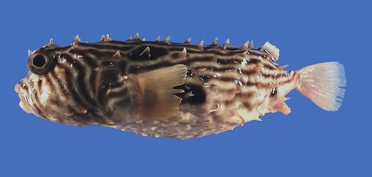 Spiny Box Puffer EXPERT ONLY