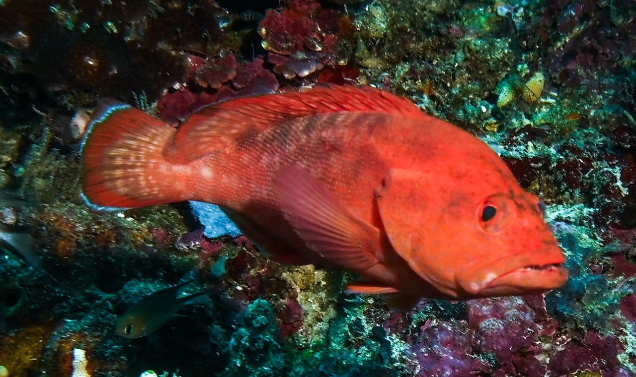 Strawberry Hind