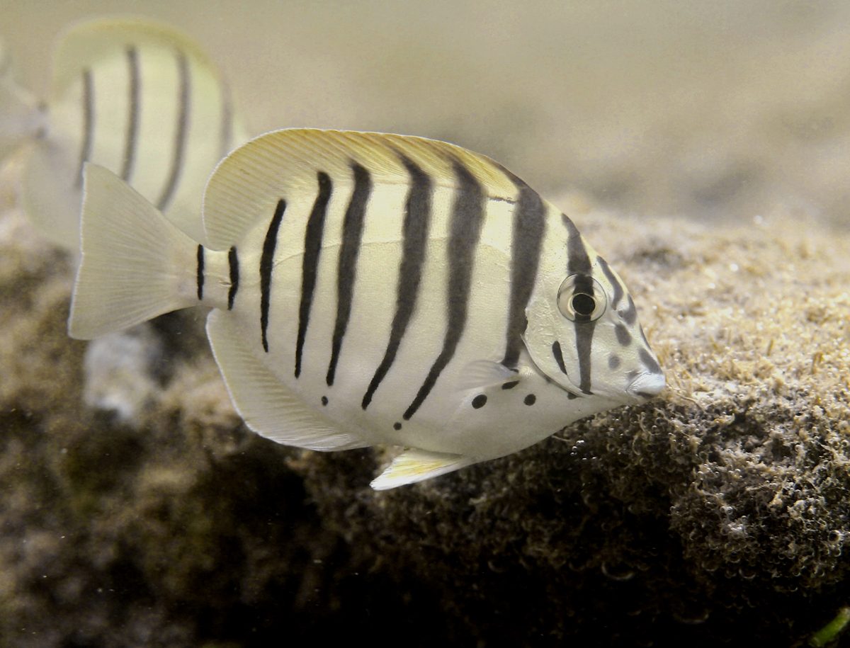 Black-Barred Surgeonfish