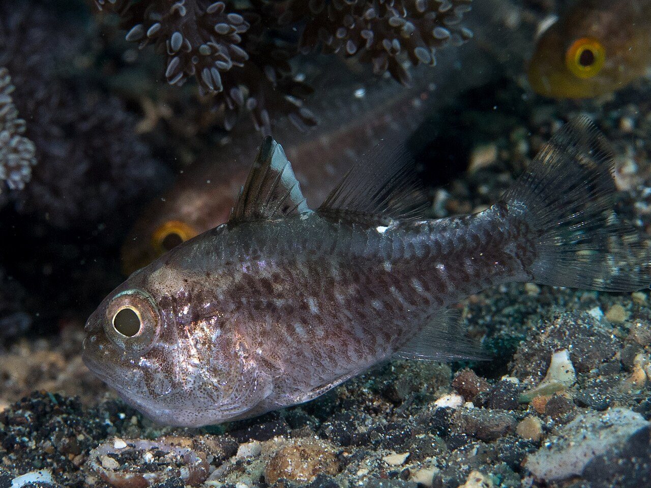 Frostfin Cardinalfish