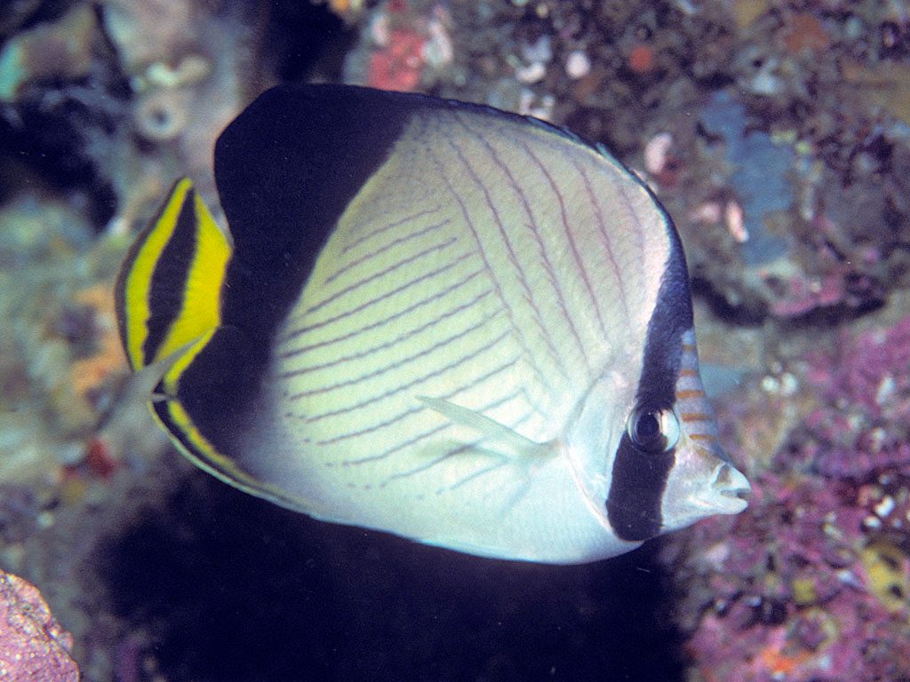 Indian Vagabond Butterflyfish