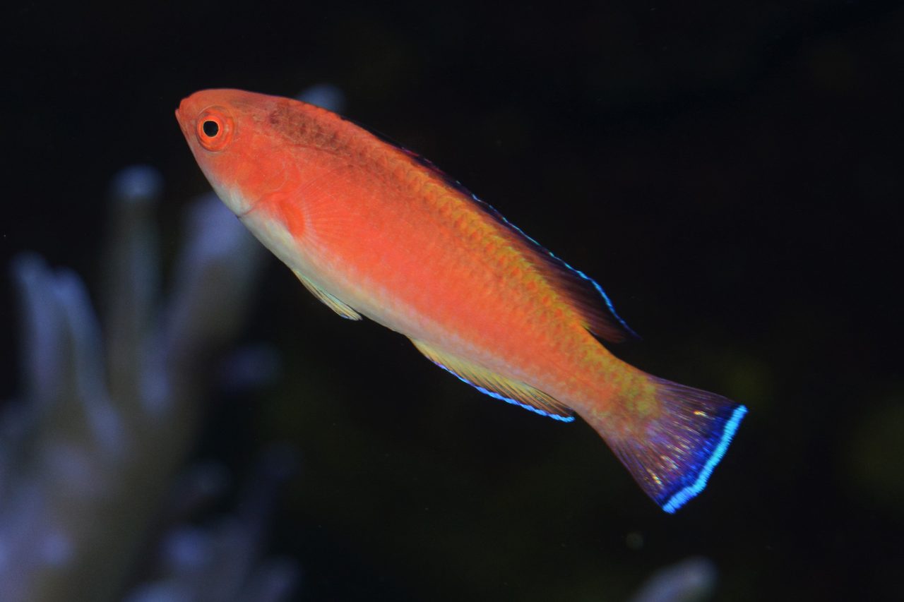 Hooded Fairy Wrasse
