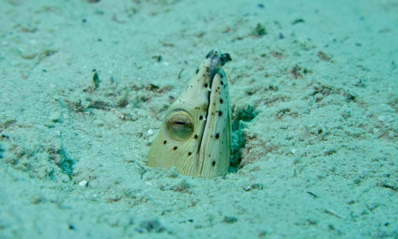 Longfin Snake Eel