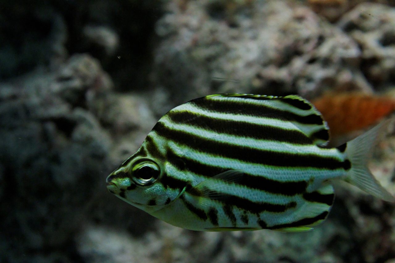 Australian Stripey
