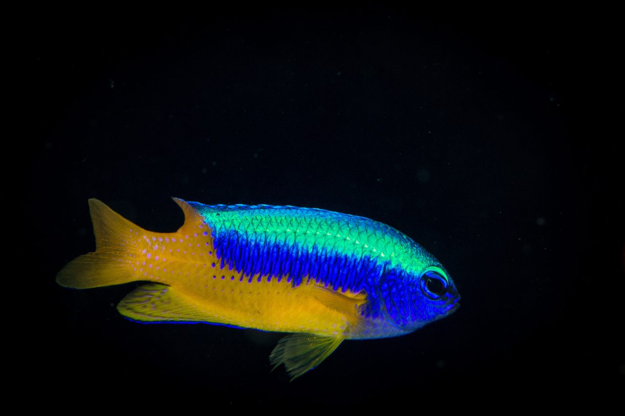 Athena Chromis