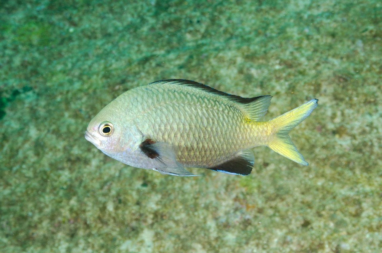 Yellow Chromis