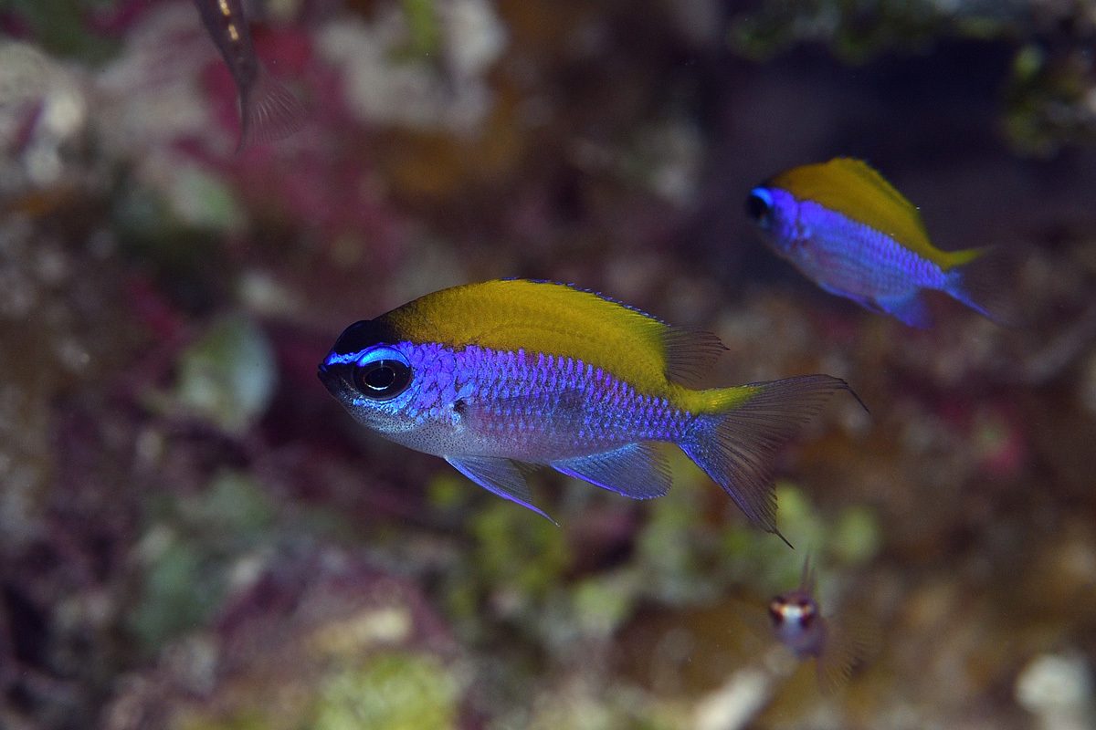 Sunshine Chromis, Purple & Yellow
