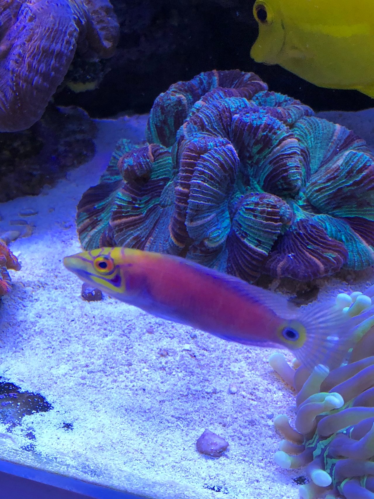 Red-Spotted Wrasse