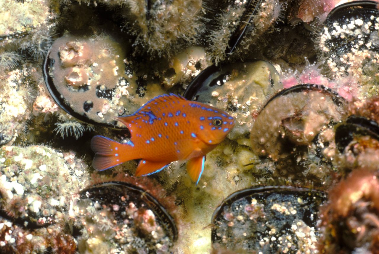 Garibaldi Damsel
