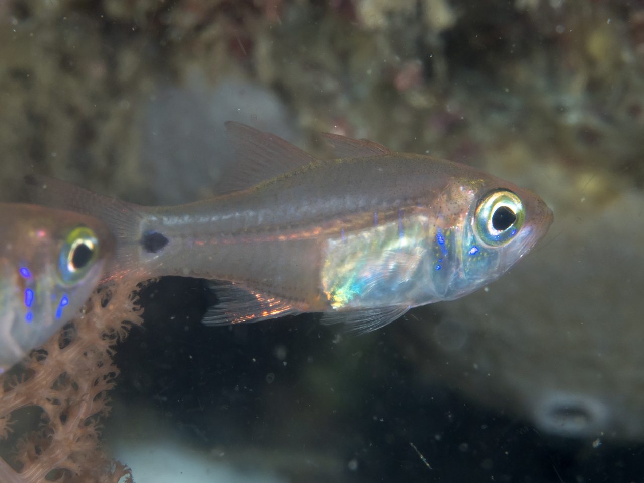 Green-Belly Cardinalfish