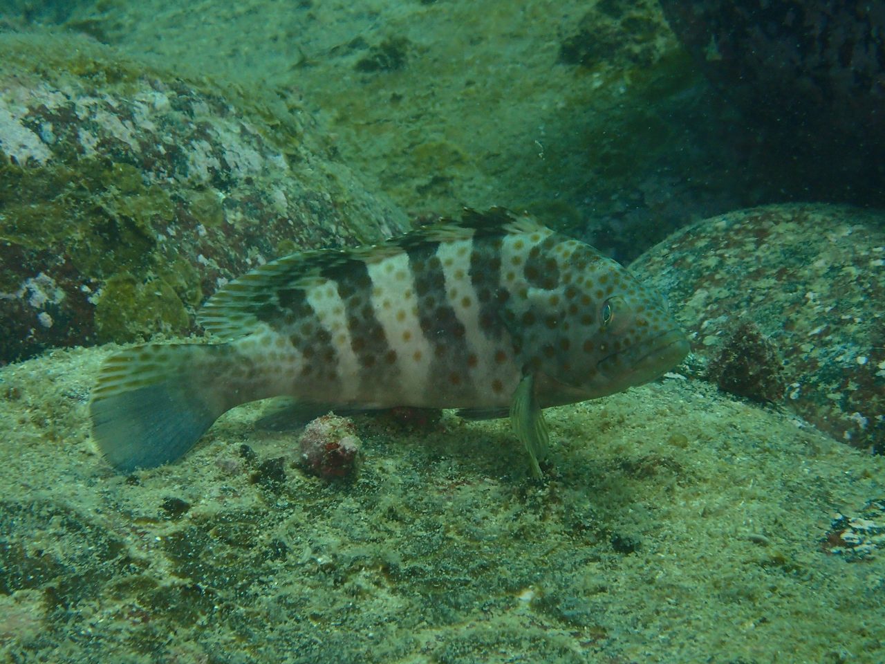 Duskytail Grouper