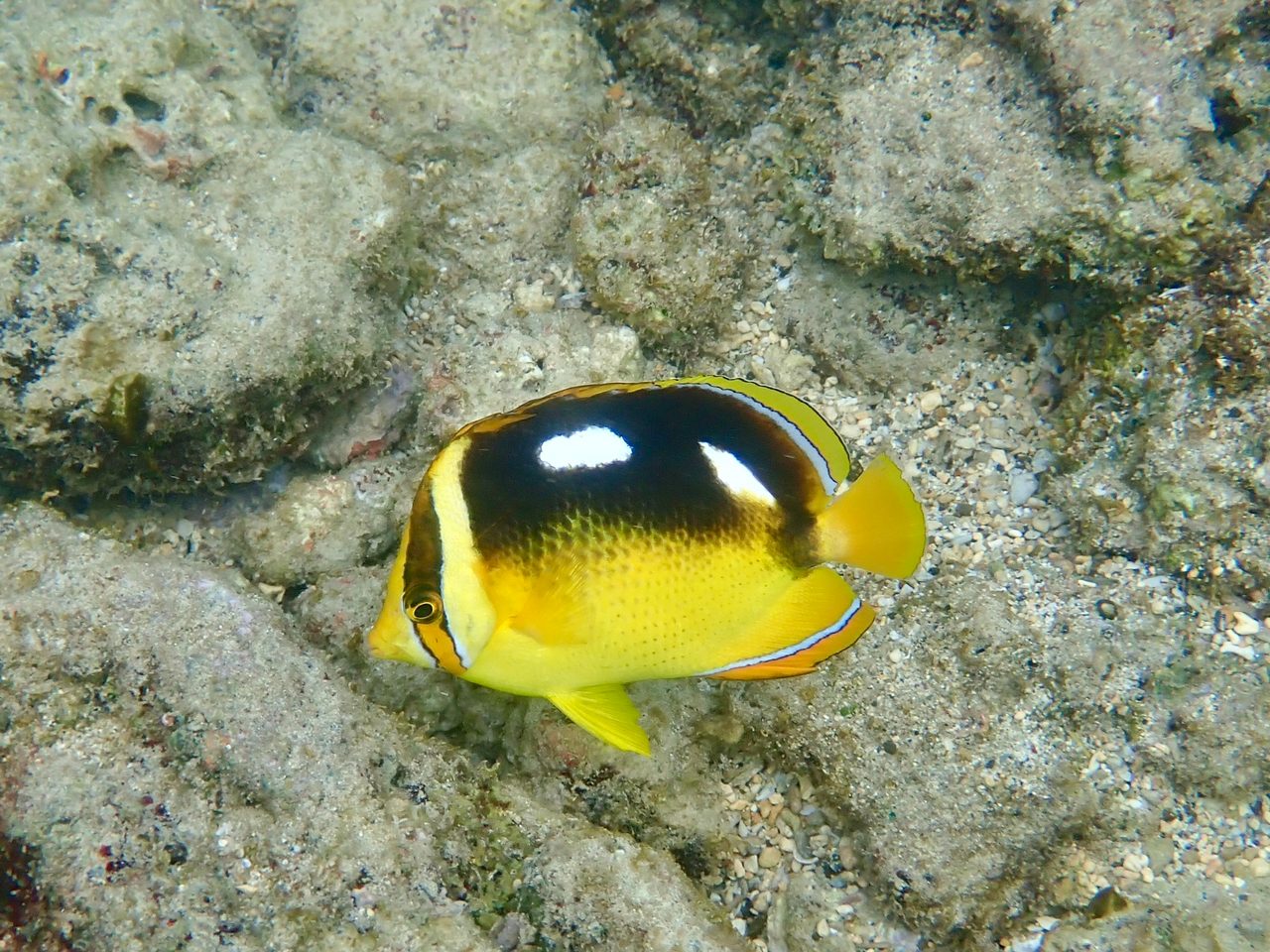 Fourspot Butterflyfish