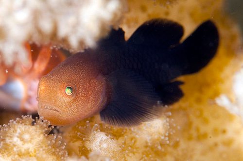 Warthead Goby
