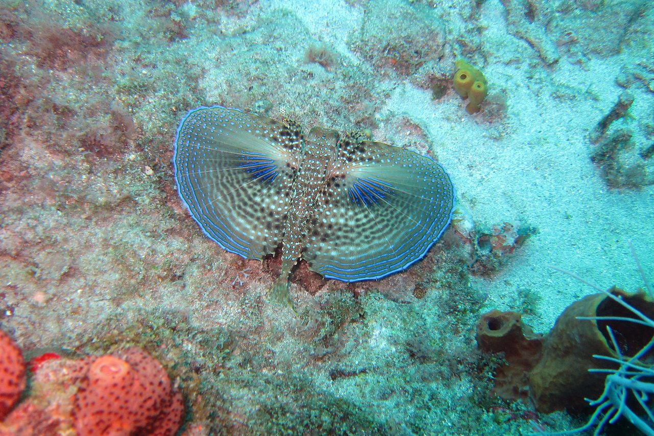 Flying Gurnard