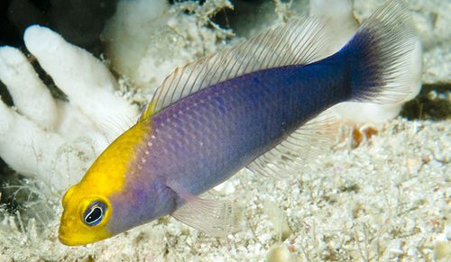 Gold-Head Dottyback