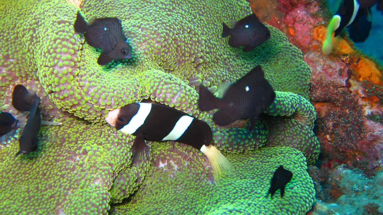 Sebae Clownfish