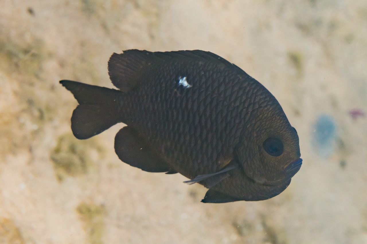 Three-Spot Damselfish