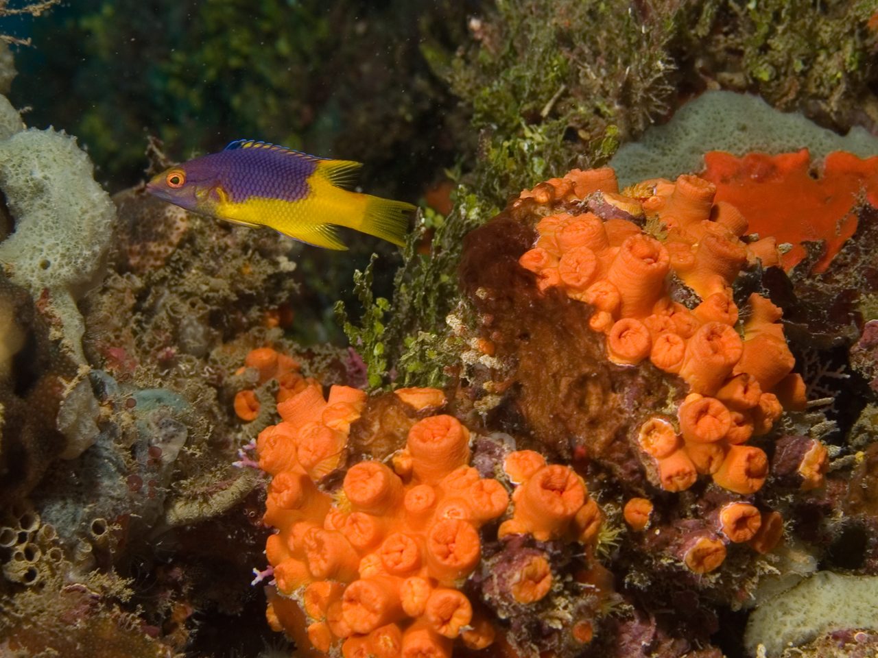 Yellow-spotted Hogfish