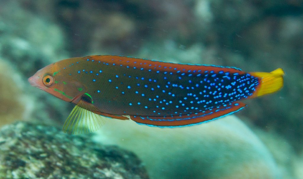 Yellow-Tail Coris