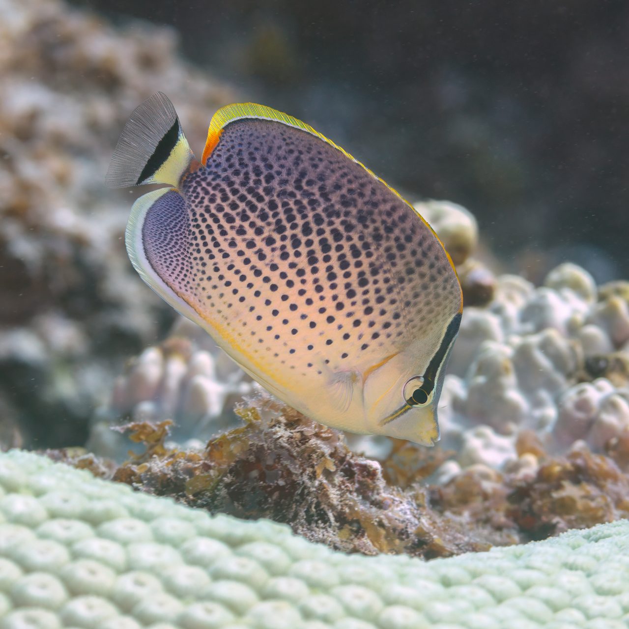 Spotted Butterflyfish