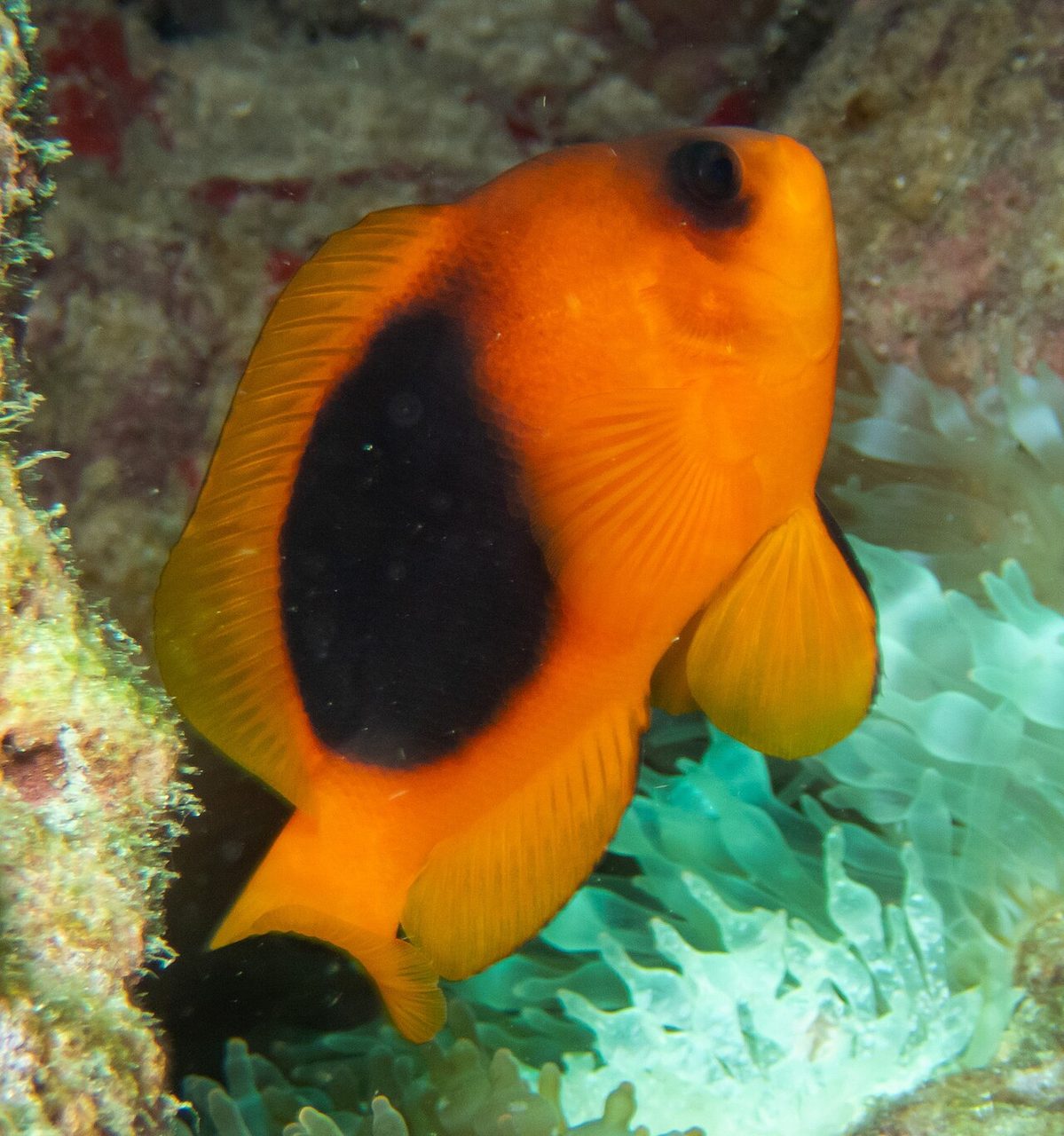 Red Saddle Clownfish
