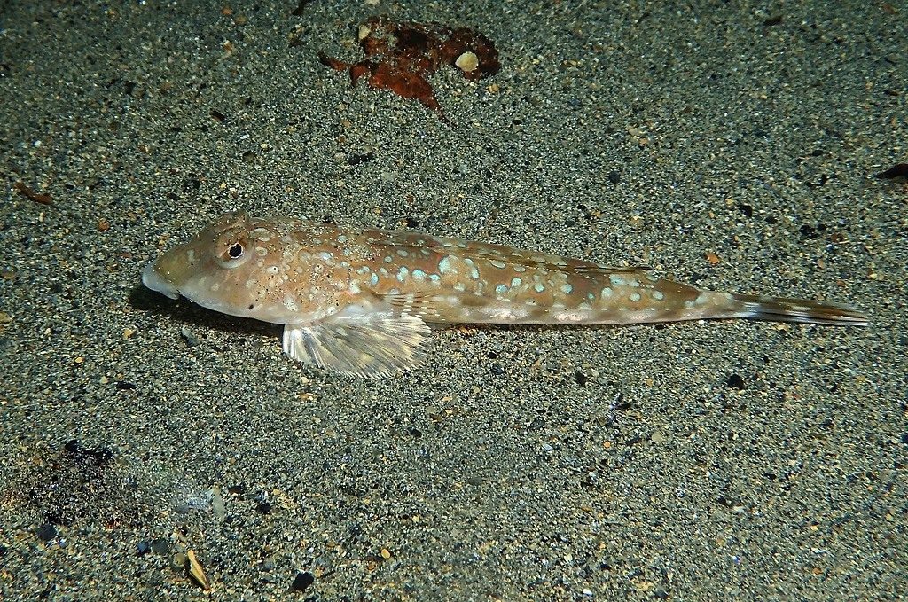Marquesan Dragonet