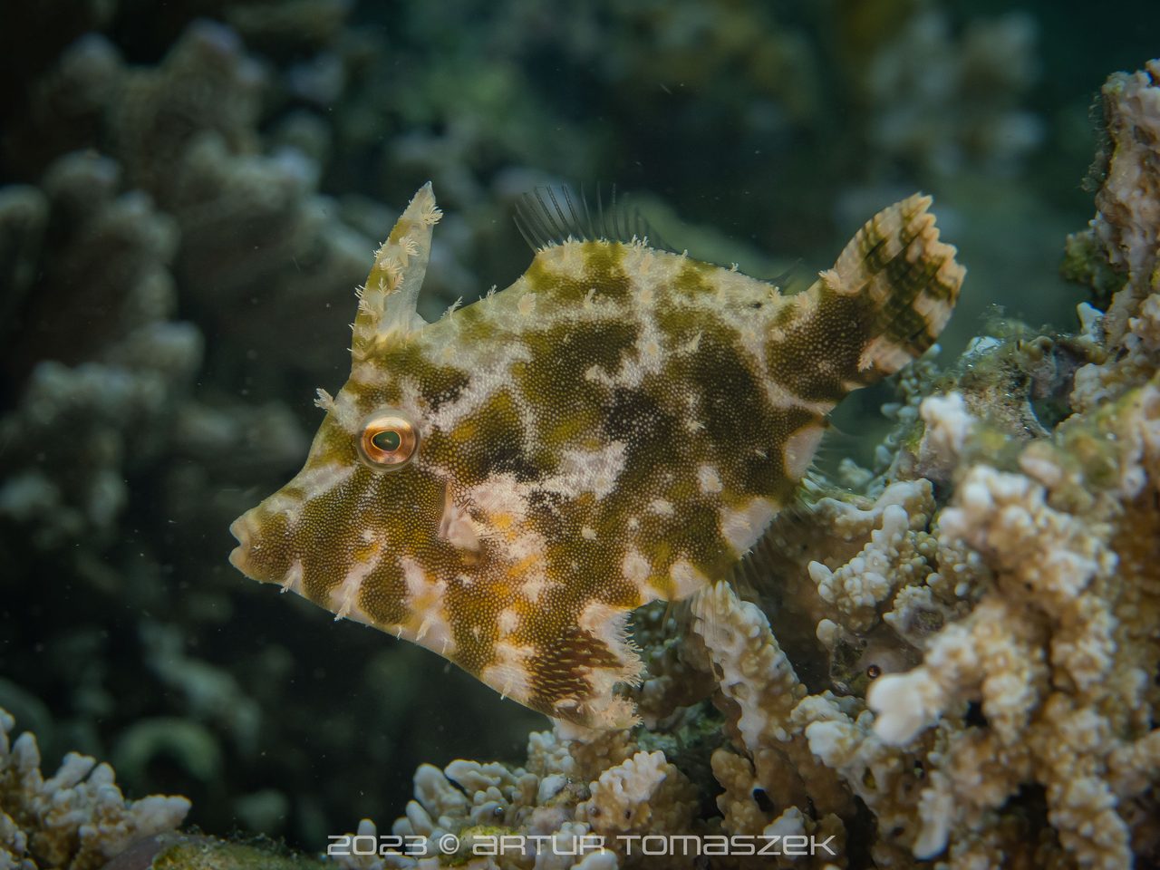 Bristletail Filefish