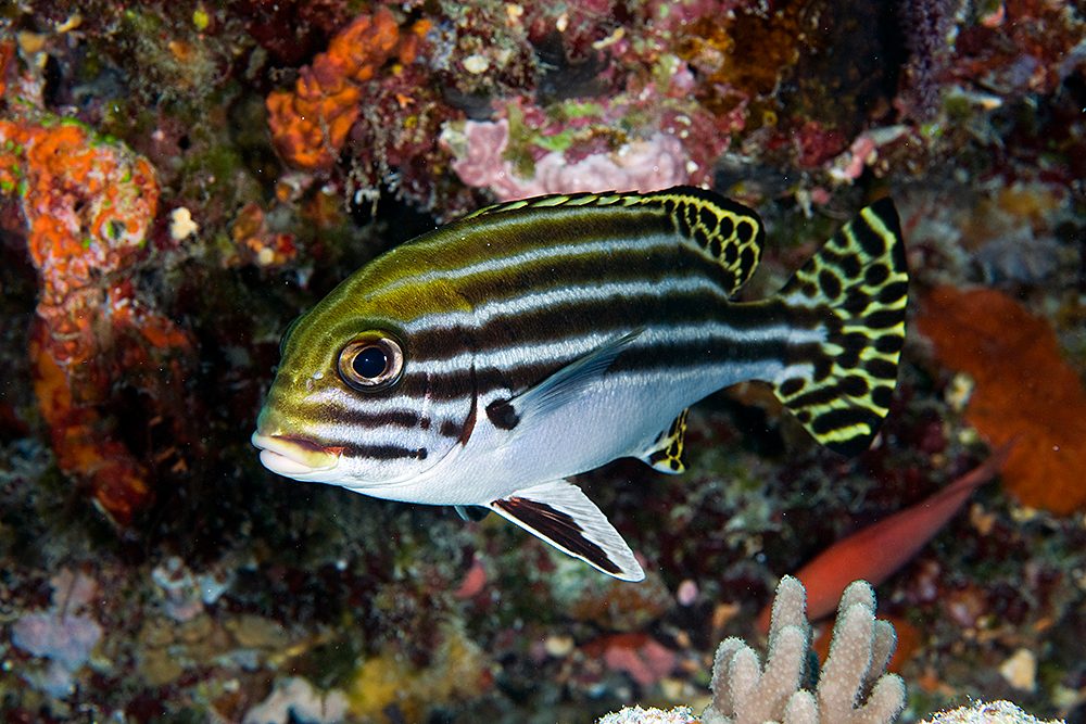 Lesson's Sweetlips