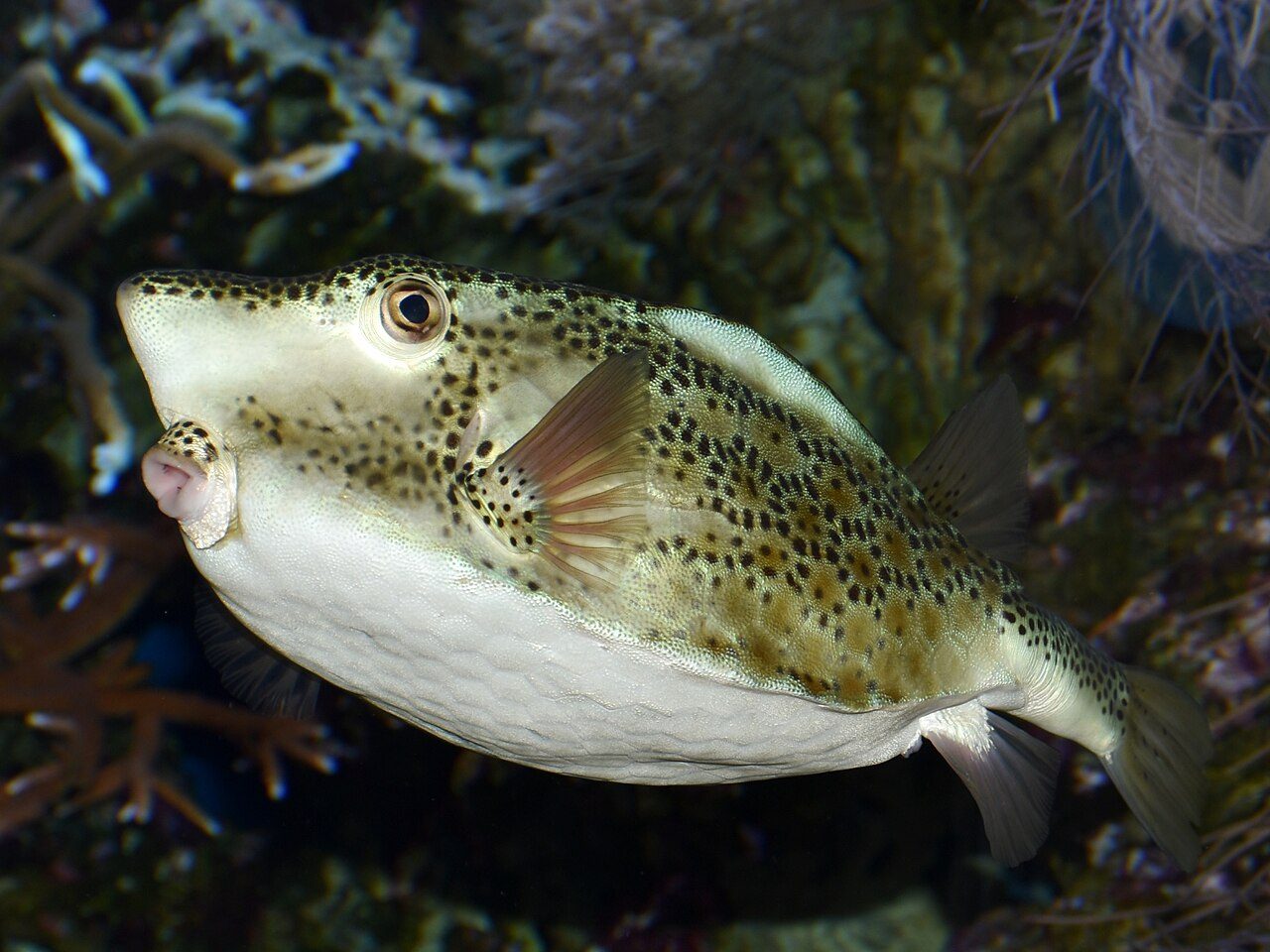 Horn-nosed Boxfish