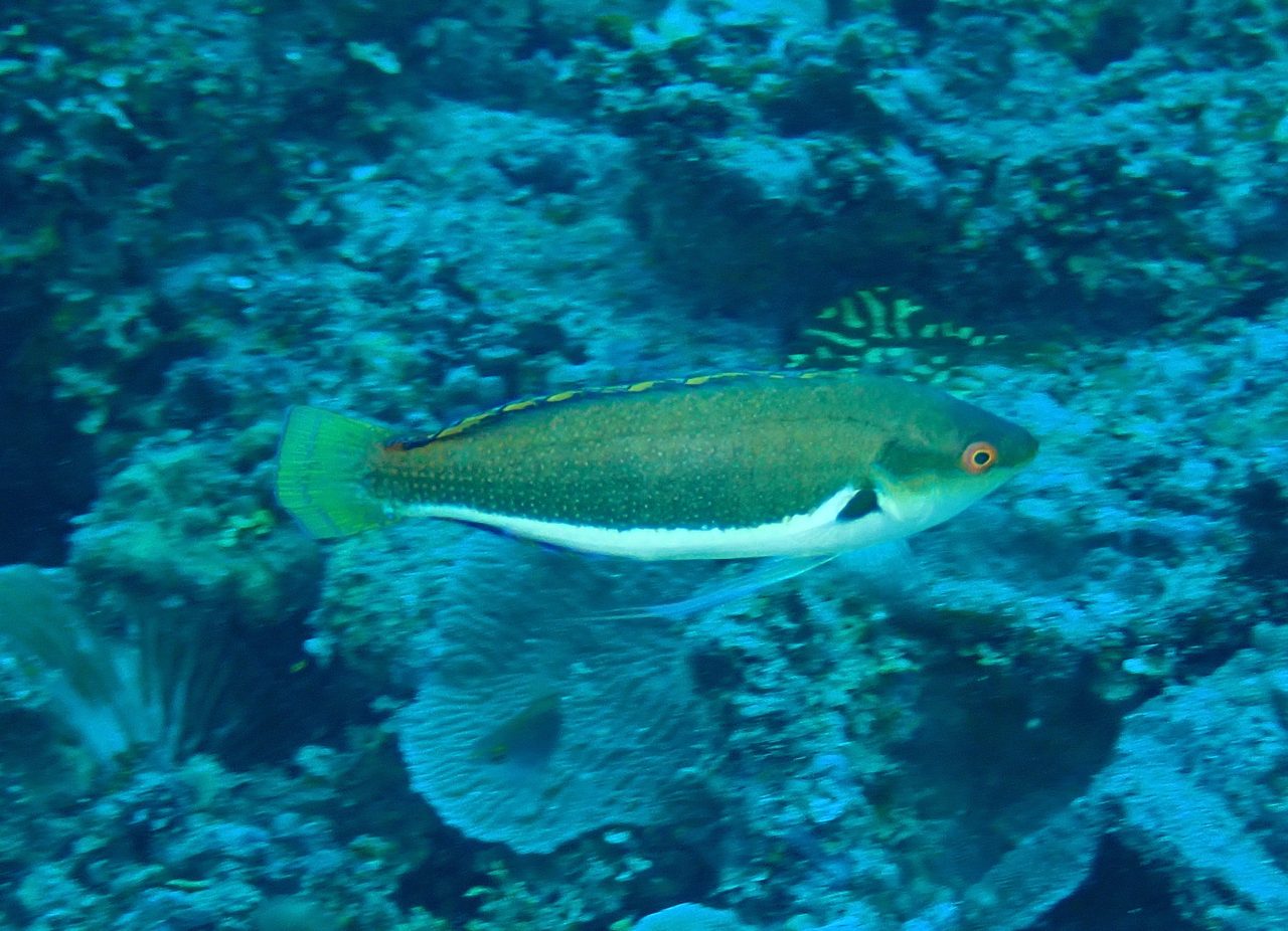 Fine Spotted Fairy Wrasse