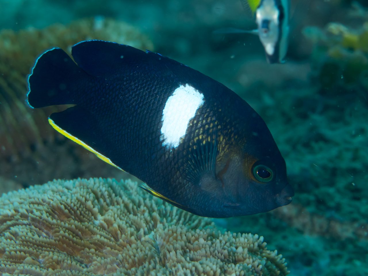 Tibicen Angelfish