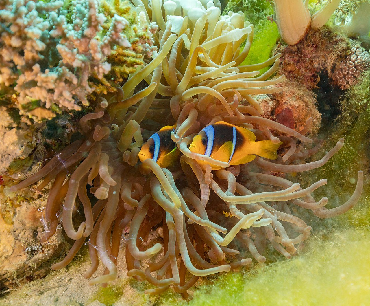 Two-band Clownfish