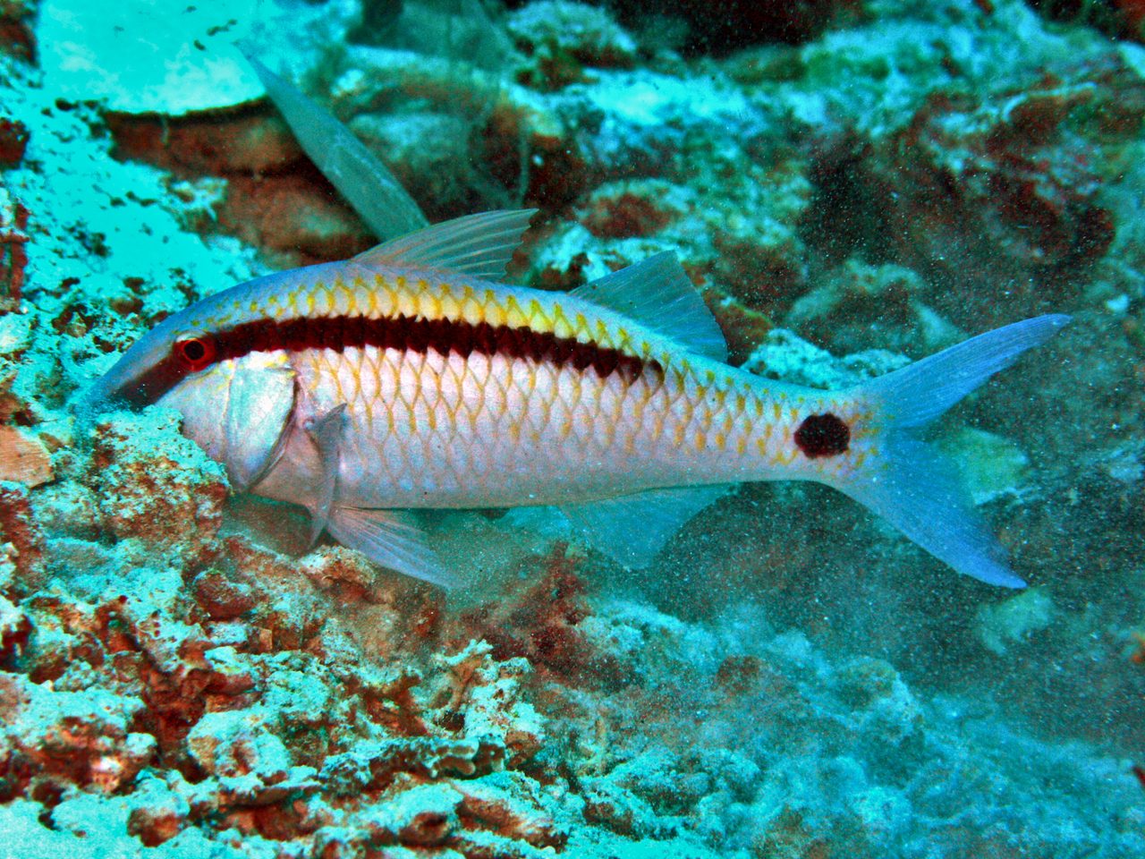 Dash-and-Dot Goatfish
