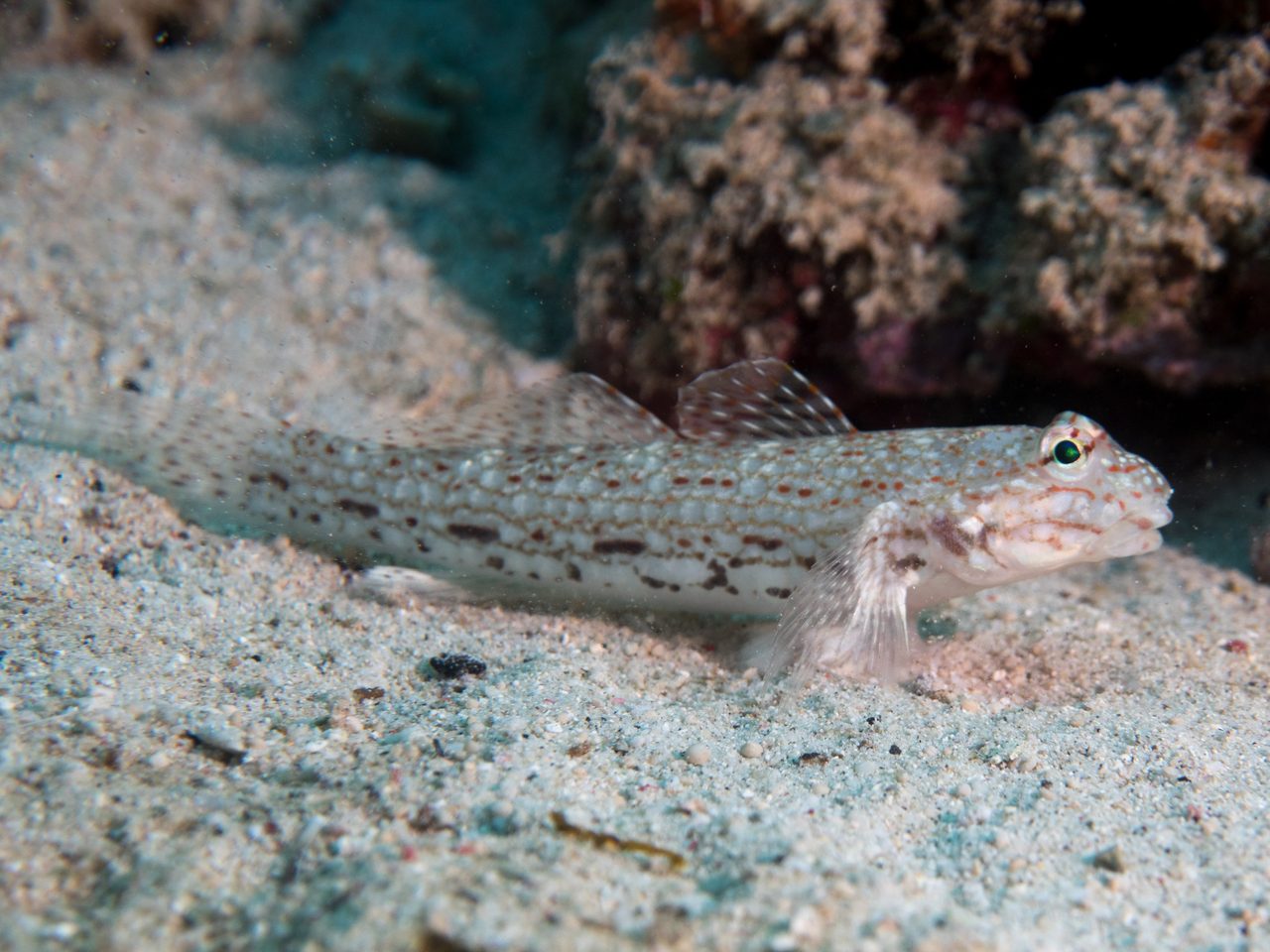 Decorated Goby