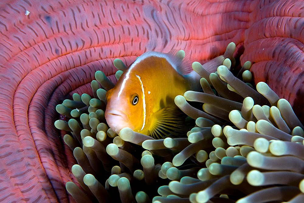 Skunk Clownfish