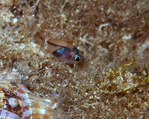 Scarlet Cardinalfish