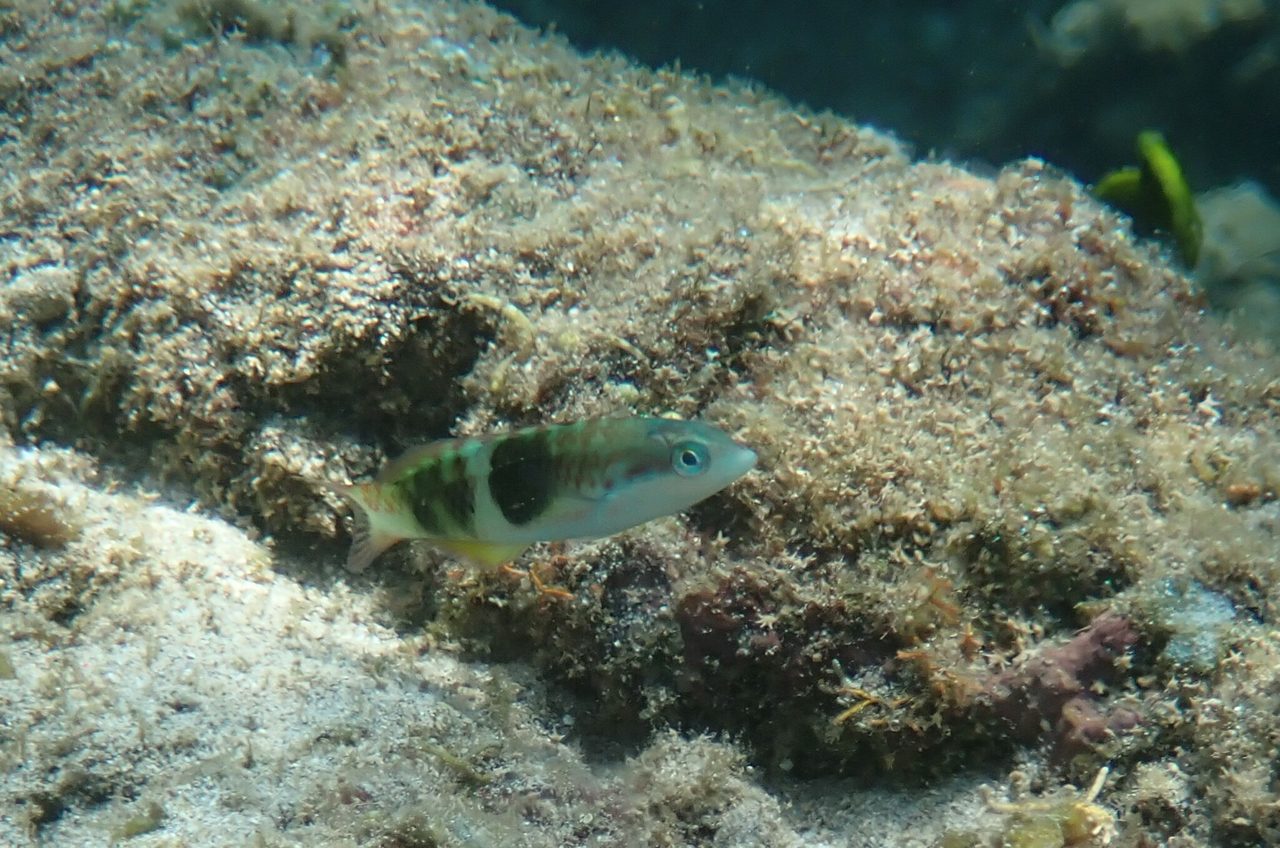 Barred Thicklip Wrasse