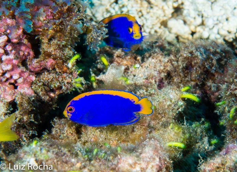 Resplendent Angelfish