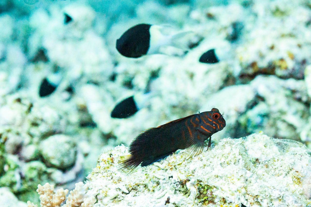 Chestnut Blenny