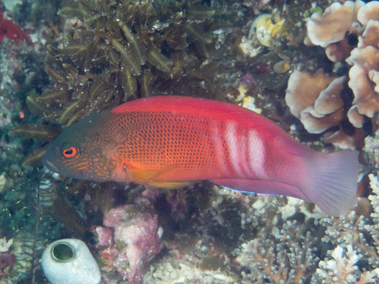 Red Dottyback
