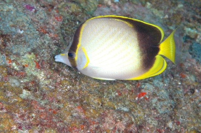 Gardner's Butterflyfish