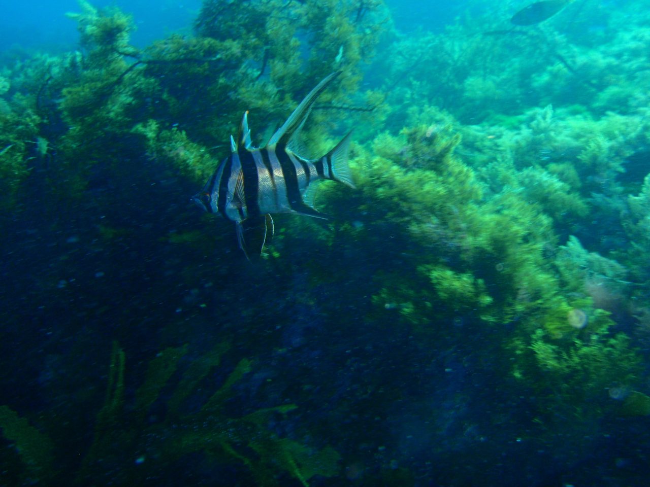 Old Wife Fish