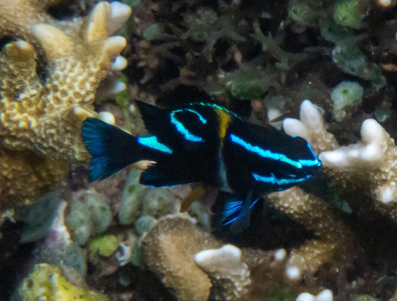 Blue Velvet Damselfish