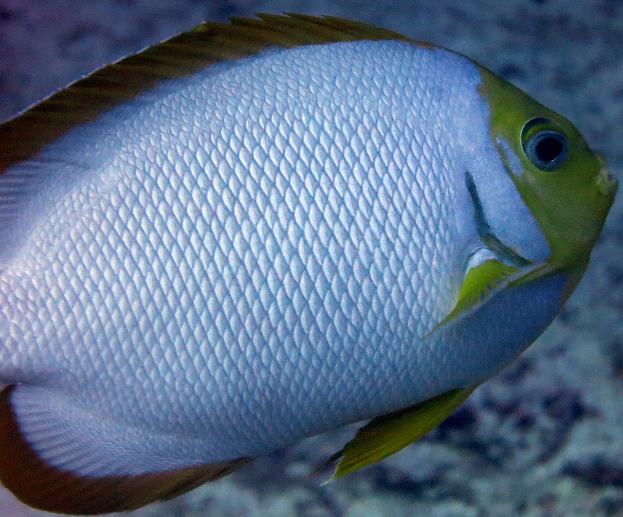 Masked Angelfish