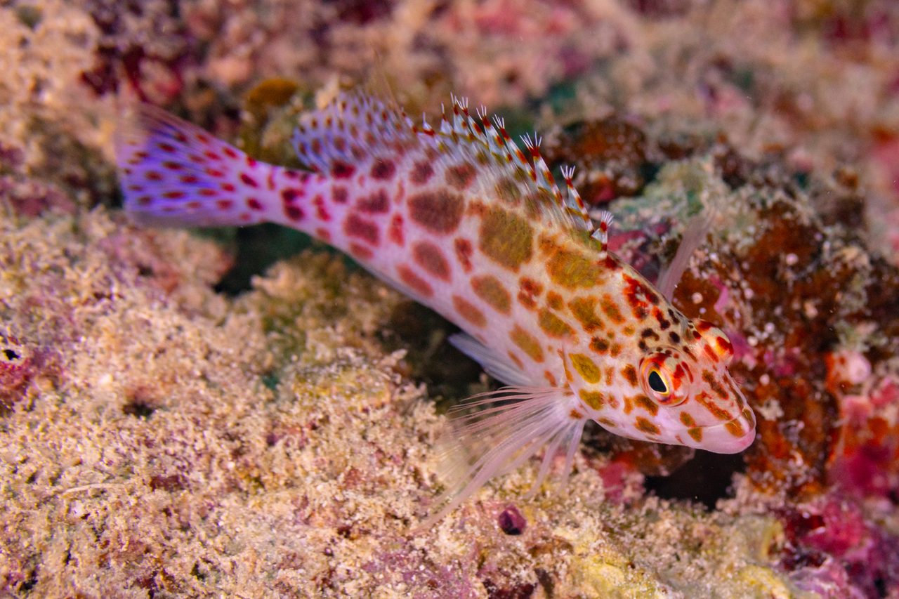 Coral Hawkfish